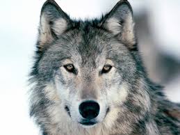 http: northorder.com Srilanka uploads Star book Dogs-:-a-short-history-from-wolf-to-woof